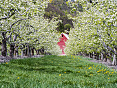 USA, Washington State, Chelan County. Orchard and rows of fruit trees in bloom in spring with a glimpse of a red barn.