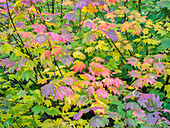 USA, Bundesstaat Washington, Kittitas County. Weinberg-Ahorn mit Herbstfarben.