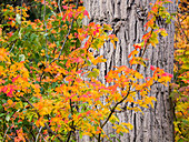 USA, Bundesstaat Washington, Kittitas County. Weinberg-Ahorn mit Herbstfärbung.