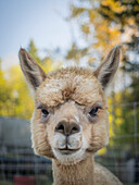 Usa, Washington State, Carnation. Alpaca.