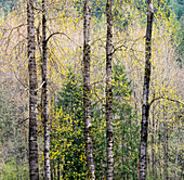 USA, Washington State, Fall City Cottonwoods just budding out in the spring along the Snoqualmie River