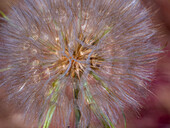 USA, Washington State, Eastern Washington fluffy seed head of Salsify dandelion