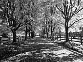 USA, Washington State, North Bend black and White maple tree lined driveway