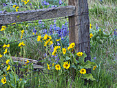 USA, Bundesstaat Washington. Zaunlinie mit Frühlings-Wildblumen