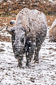 USA, Wyoming, Yellowstone National Park. Bison im fallenden Schnee.