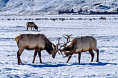 USA, Wyoming, National Elk Refuge. Bull elks sparring.