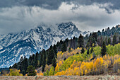 USA, Wyoming. Herbstlandschaft mit Espenbäumen und Herbstschnee auf dem Berg, Grand Teton National Park