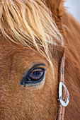 USA, Wyoming. Hideout Horse Ranch, Pferd Detail. (PR)