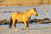USA, Wyoming. Hideout Horse Ranch, Pferd im Schnee (PR)