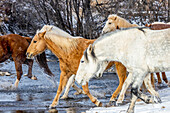 USA, Wyoming. Hideout Horse Ranch, horses crossing the stream. (PR)
