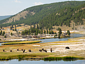 Wyoming, Yellowstone National Park. Bison herd and Firehole River