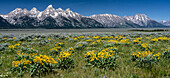 USA, Wyoming. Grand Teton Range und Arrowleaf Balsamroot-Wildblumen, Grand Teton National Park.