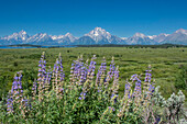 Silky lupine, Lunch Tree Hill, Grand Teton National Park, Wyoming, Usa.