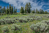 Seidenlupine und Engelmann-Fichten, Yellowstone River Picnic Area, Yellowstone National Park, Wyoming, USA