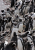 Magallenic Penguins On Beach