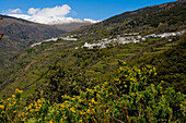 Capileira Landscape