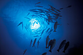 Silhouette Of Spiralling Trevally