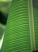 Detail Of Banana Leaf