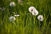 Dandelion Clocks In Meadow