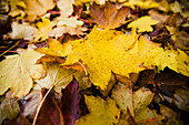 Tree Leaves In Autumn Colours