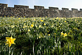 City Walls With Blooming Daffodils