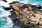 Seelöwen entspannen sich auf den Felsen