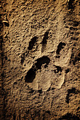 Tigers paw print Ranthambore Park Rajasthan India
