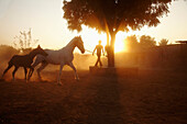 Stallion and foal at Castle Bijaipur stables Rajasthan India