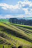 Terracing Cut Into The Hillside; Vale Of The White Horse, Oxfordshire, Uk