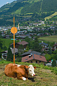 Alpine cattle. Kitzbuehel, Tyrol, Austria.