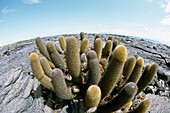 Pahoehoe Lava Field With Brachycereus Cactus, Punta Espinosa, Fernandina, Ecuador, Glapagos