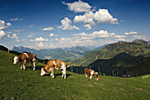 Bergpanorama vom KitzbÅ¸heler Horn. KitzbÅ¸hel. KitzbÃ?hel. Tirol. Österreich.