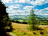 Glentree Forest, in der Nähe von Peebles, Tweed Valley, Scottish Borders, Großbritannien