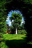 UK, Hertfordshire, Tree in English garden; Hemel Hempstead