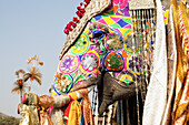 At Elephant Festival, Jaipur, capital of Rajasthan, India. Annual event held at Chaughan Stadium within the Old Walled centre of Jaipur. Popular event for tourists it is held the day before Indian festival of Holi, traditionally when India celebrated the