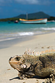 Nahaufnahme eines Leguans am Paradise Beach, Carriacou Inseln; Grenada, Karibik