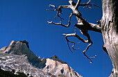 Cuernos Del Paine Berge und Baum, Torres Del Paine National Park, Patagonien, Chile (C) Sue Carpenter/Axiom