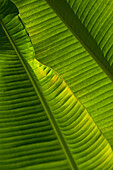 Detail einer Palme; Barbados