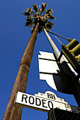 A Sign For Rodeo Drive And A Palm Tree In Beverly Hills; Los Angeles California United States Of America