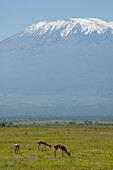 Landschaft, Mt Kilimanjaro, Amboseli, Kenia