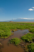 Nasse Landschaft, Mt Kilimanjaro, Amboseli, Kenia