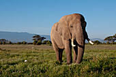 Einsamer Elefantenbulle, Amboseli, Kenia