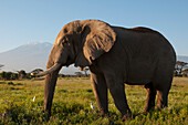 Solitary Bull Elephant, Mt Kilimanjaro, Amboseli, Kenya