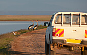 Crested Crane And Truck At Amboseli National Park, Kenya