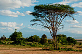 Akazienbaum-Landschaft am Kilimandscharo, Amboseli, Kenia