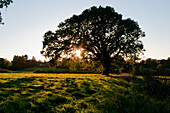 Eichenbaum im Sonnenlicht in Surrey, England, Vereinigtes Königreich, Europa