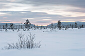 Landschaft mit Schnee bedeckt, Levi, Lappland, Finnland