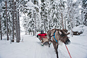 Mann macht eine Rentierschlittenfahrt auf der Ounaskievari Rentierfarm, Levi, Lappland, Finnland