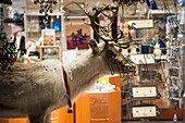 A Stuffed Reindeer In A Shop Window, Levi, Lapland, Finland