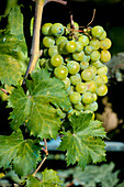 Weintrauben, Elciego, Baskenland, Spanien